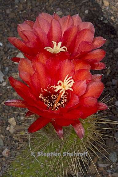 echinopsis strigosa 2 graphic